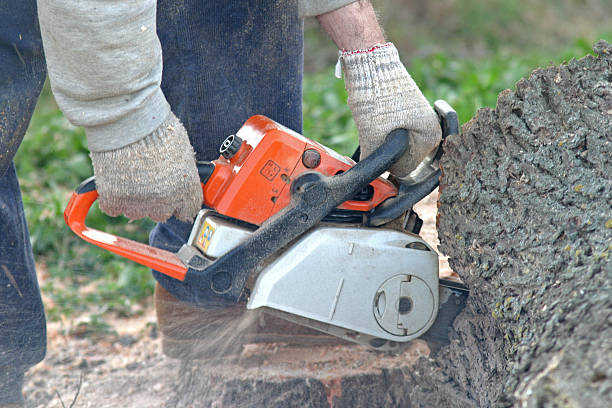 Best Tree Maintenance Programs  in Brookings, OR